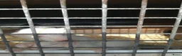 Ferret rodents for sale: 4 white ferrets in Rotherham - Advert 1
