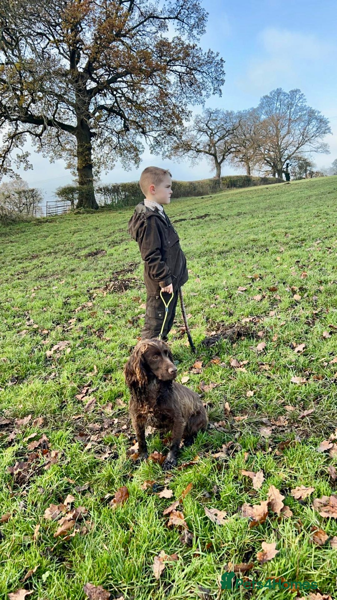 Cocker Spaniel dogs for sale: 2 Gorgeous Chocolate Cocker Dog Pups For Sale! - Image 6