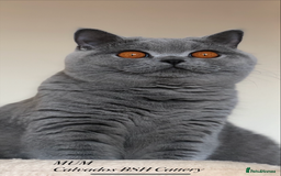 British Shorthair cats for sale: Absolutely beautiful BSH kittens  - Image 37