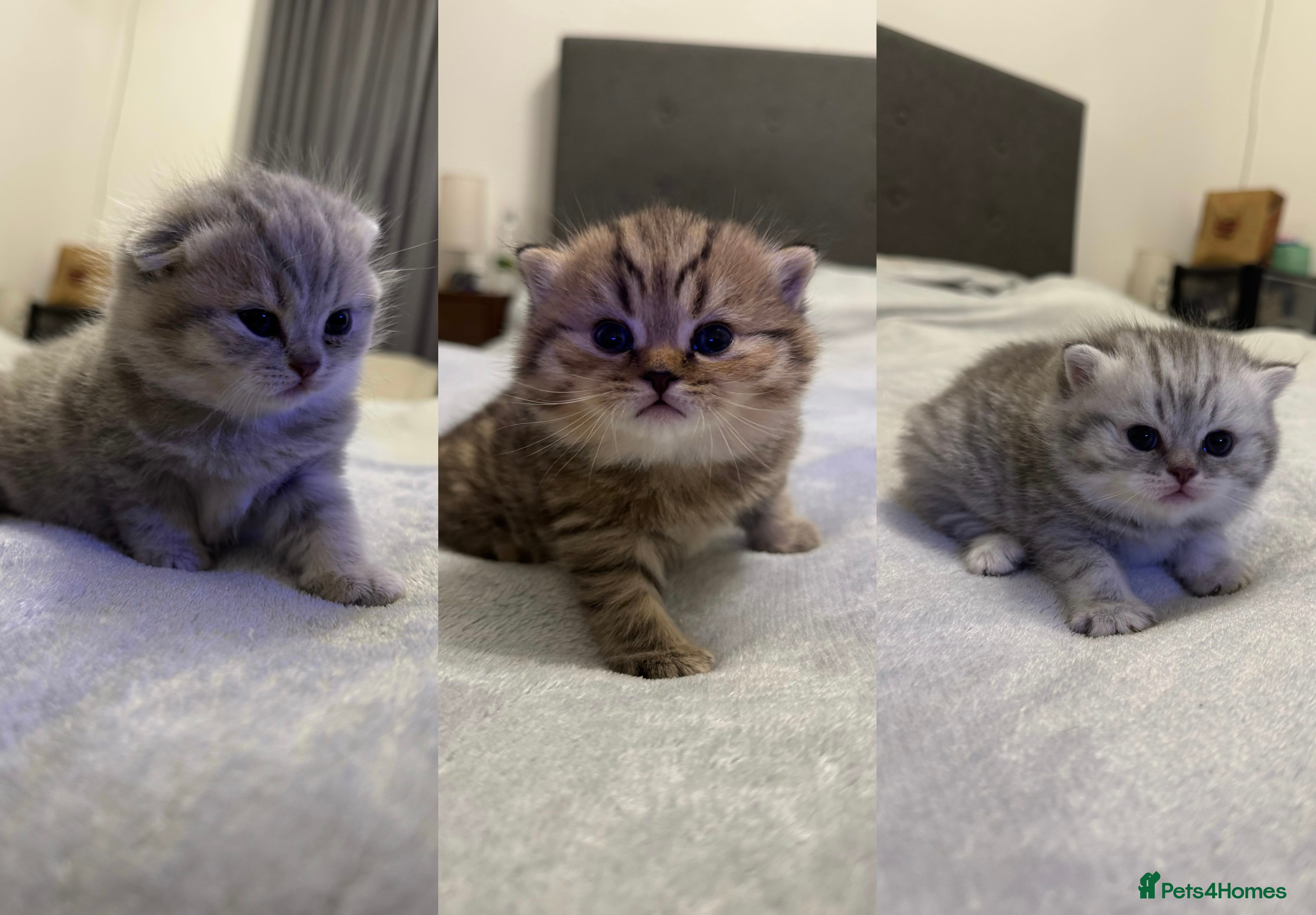 Scottish Fold cats 🐾 Scottish kittens available for sale! 🐾 - Advert 1