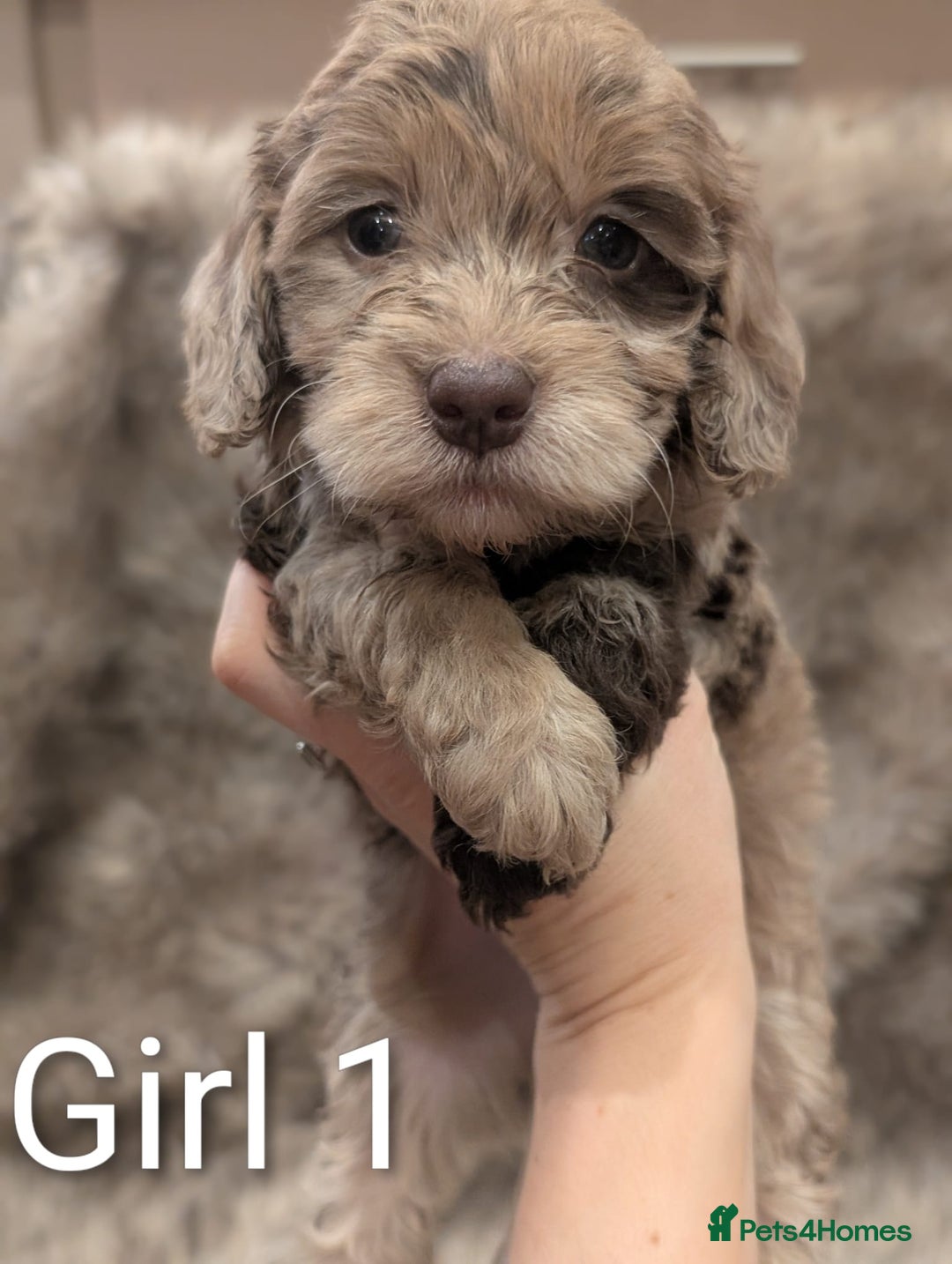 Cockapoo dogs for sale: Ready Soon Stunning Cockapoo Puppies - Advert 8