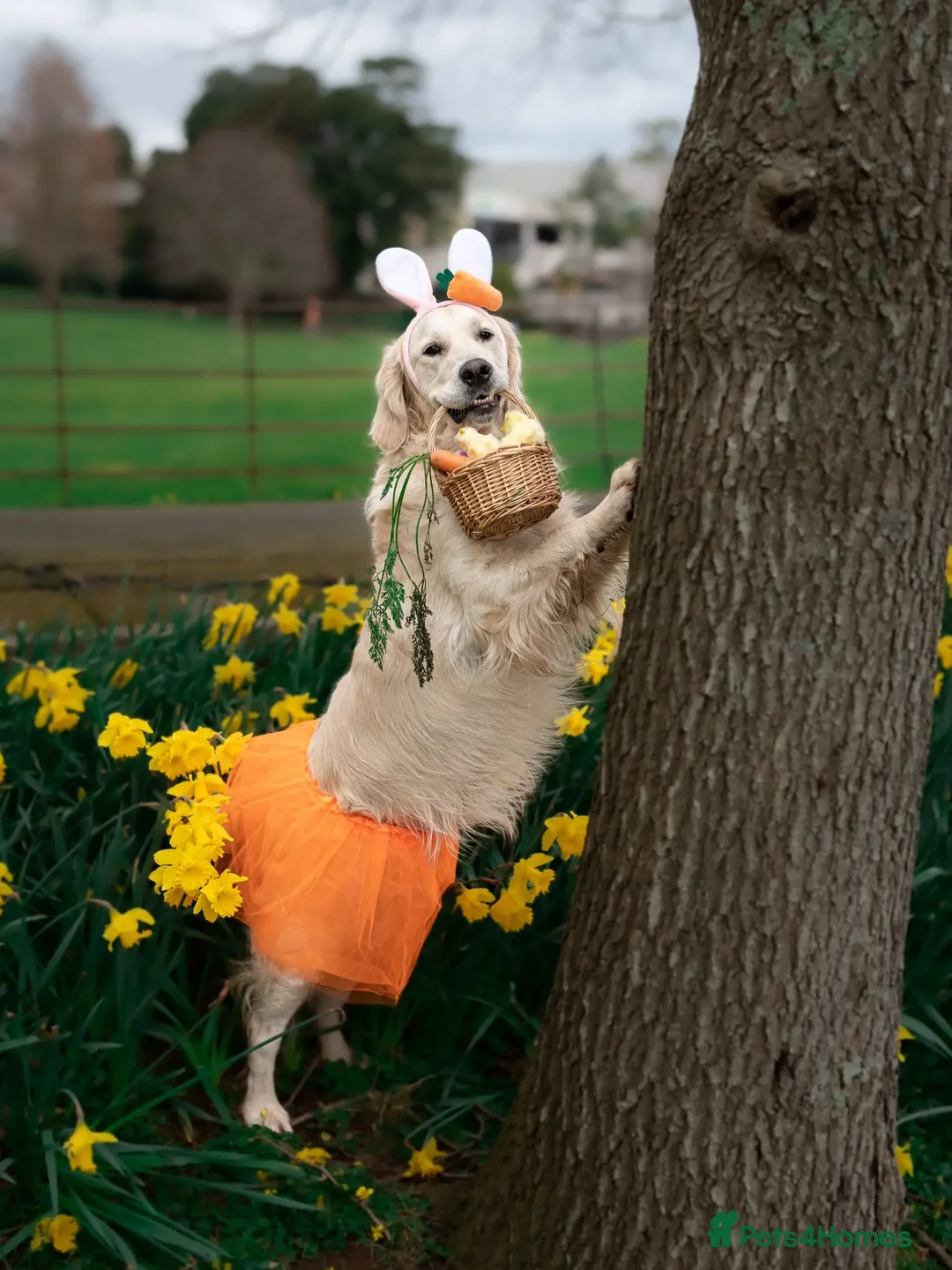 Golden Retriever dogs for stud: Kind, intelligent and loving therapy dog for stud - Advert 11