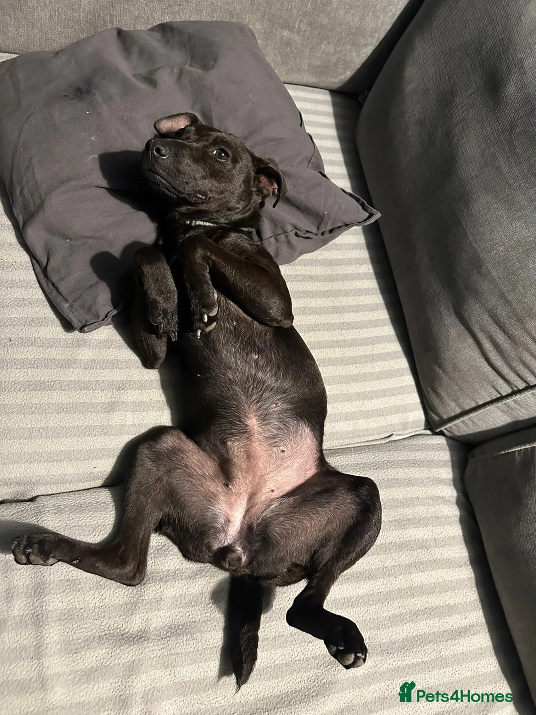 Patterdale Terrier dogs for sale: Mother and daughter  - Advert 3
