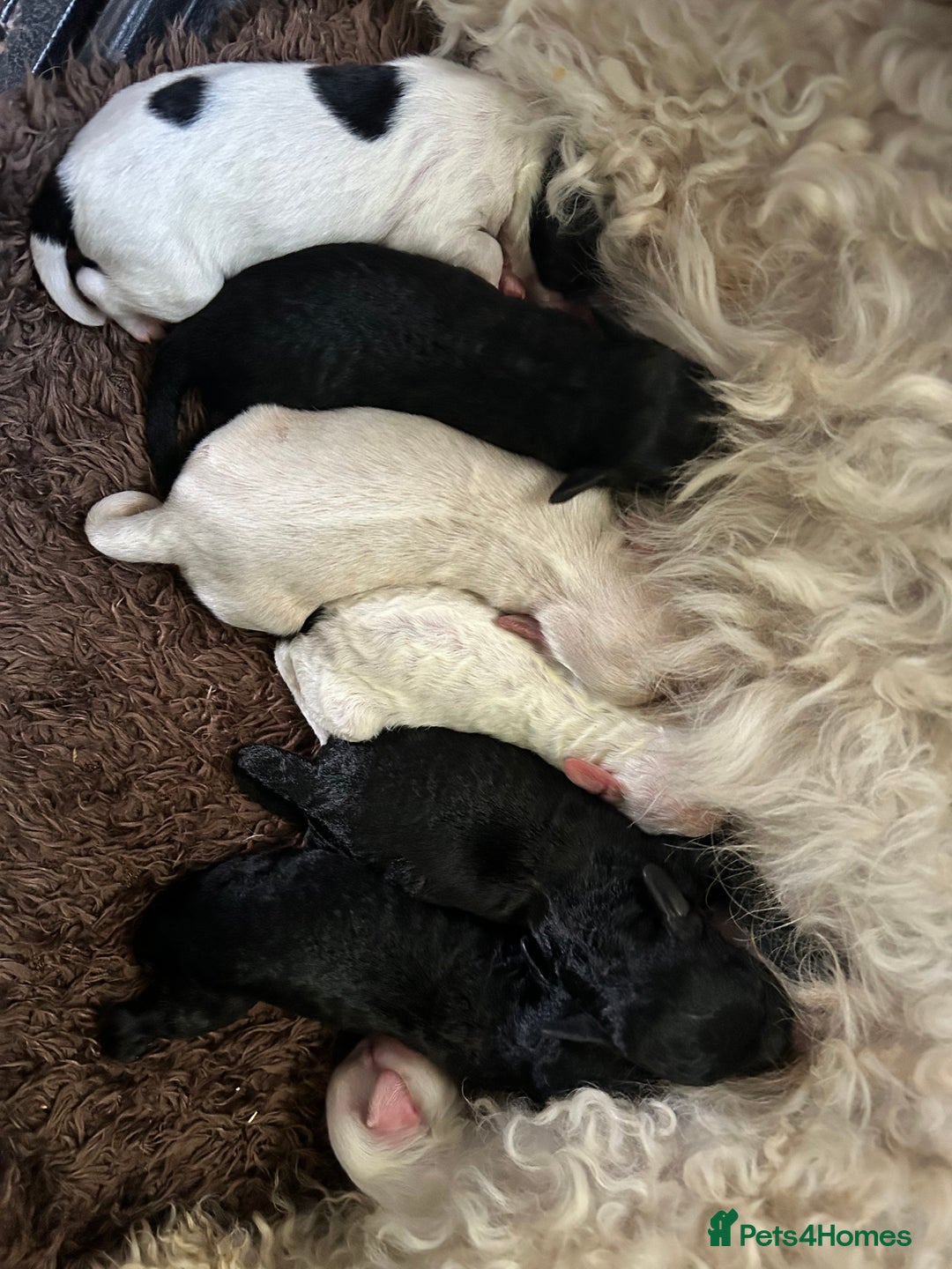 Shihpoo dogs for sale: Stunning Shihpoo x Sproodle puppies - Image 4
