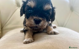 Cockapoo dogs for sale: 4⭐️Licensed Breeder Cockapoo Puppies - Image 6