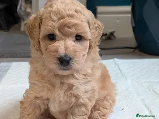 Lhasapoo dogs gorgeous male lhasapoo puppies - Advert 1