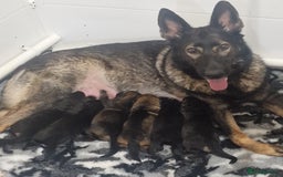 German Shepherd dogs for sale: Working line german shepherd puppies  - Image 9
