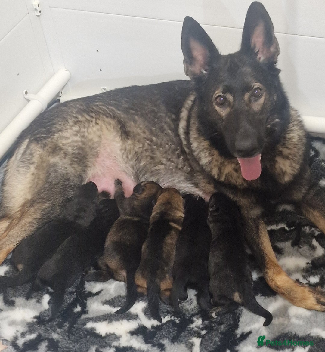 German Shepherd dogs for sale: Working line german shepherd puppies  - Image 9