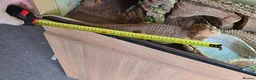 Bearded Dragon reptiles for sale: Bearded dragon in Dumbarton - Advert 7