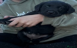 Labrador Retriever dogs for sale: Labrador puppies  - Image 14