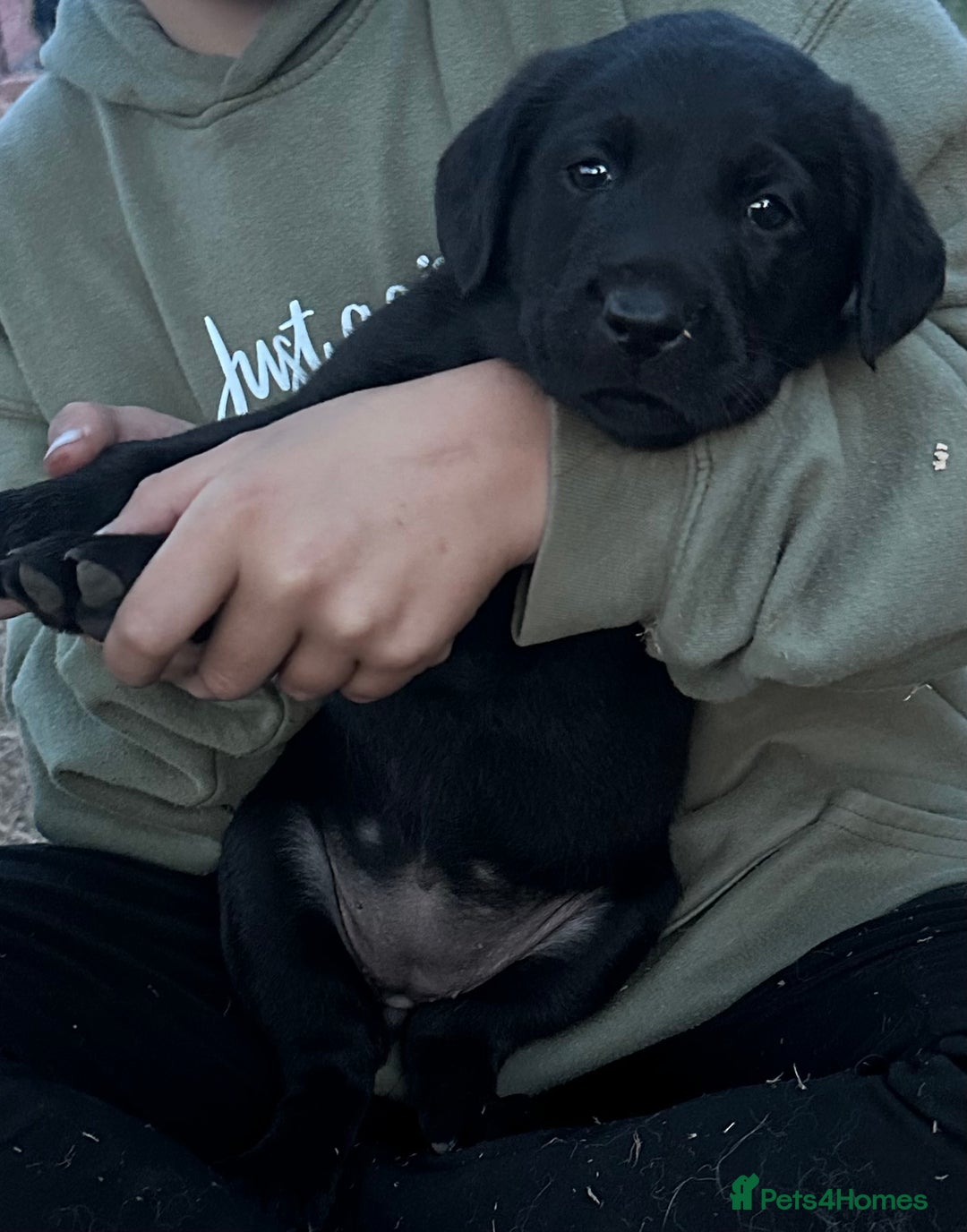 Labrador Retriever dogs for sale: Labrador puppies  - Image 14