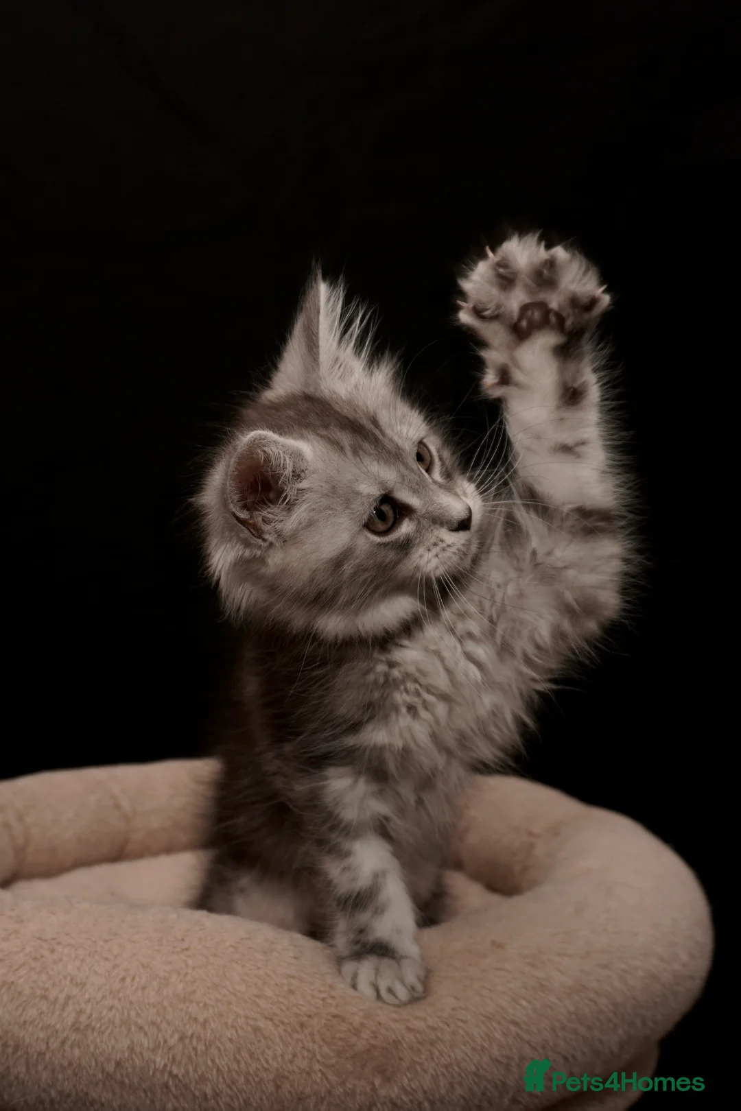 Maine Coon cats for sale: Black Silver classic tabby Mainecoon kittens - Advert 37