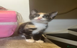 Mixed Breed cats for sale: Beautiful kittens ready for new loving homes  - Advert 33