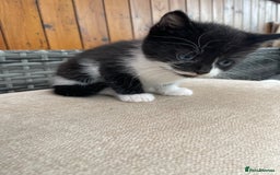 Mixed Breed cats for sale: Two male tuxedo kittens  - Image 6