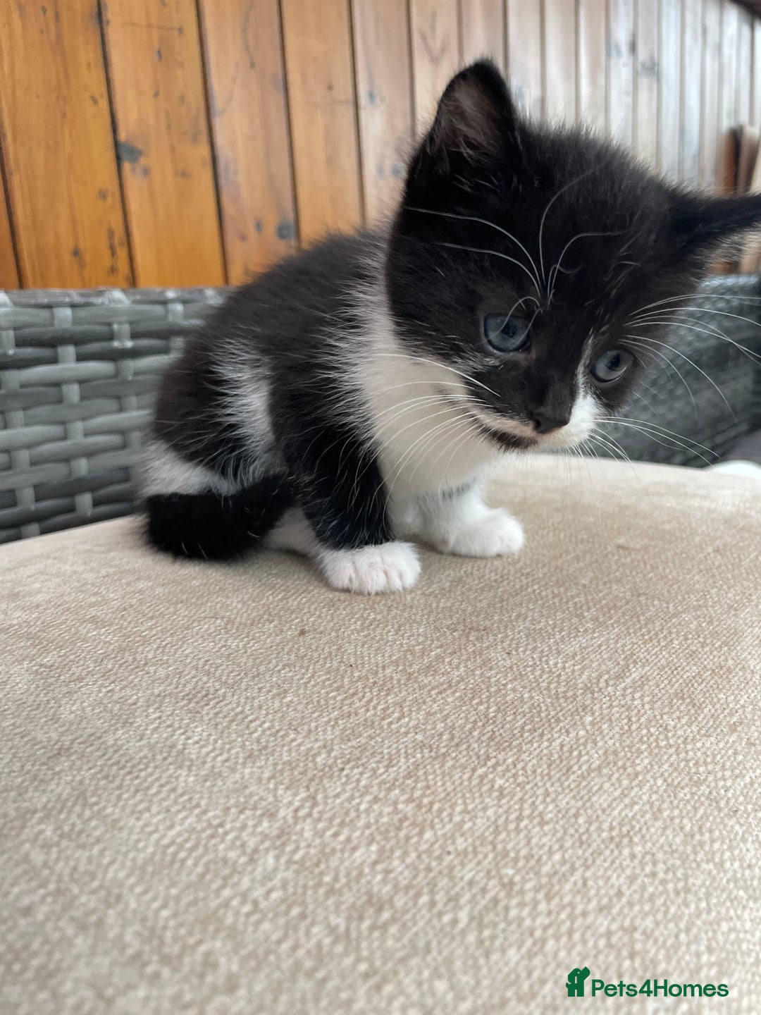 Mixed Breed cats for sale: Two male tuxedo kittens  - Image 6