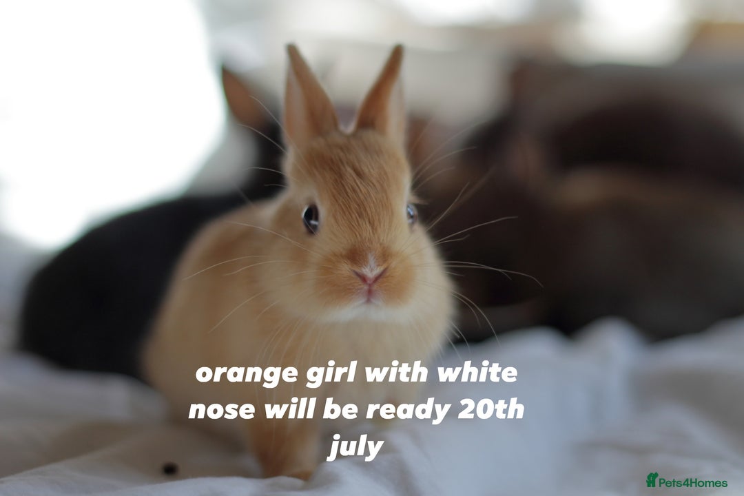 Netherland Dwarf rabbits for sale: pure bred netherland dwarf new litter - Image 6