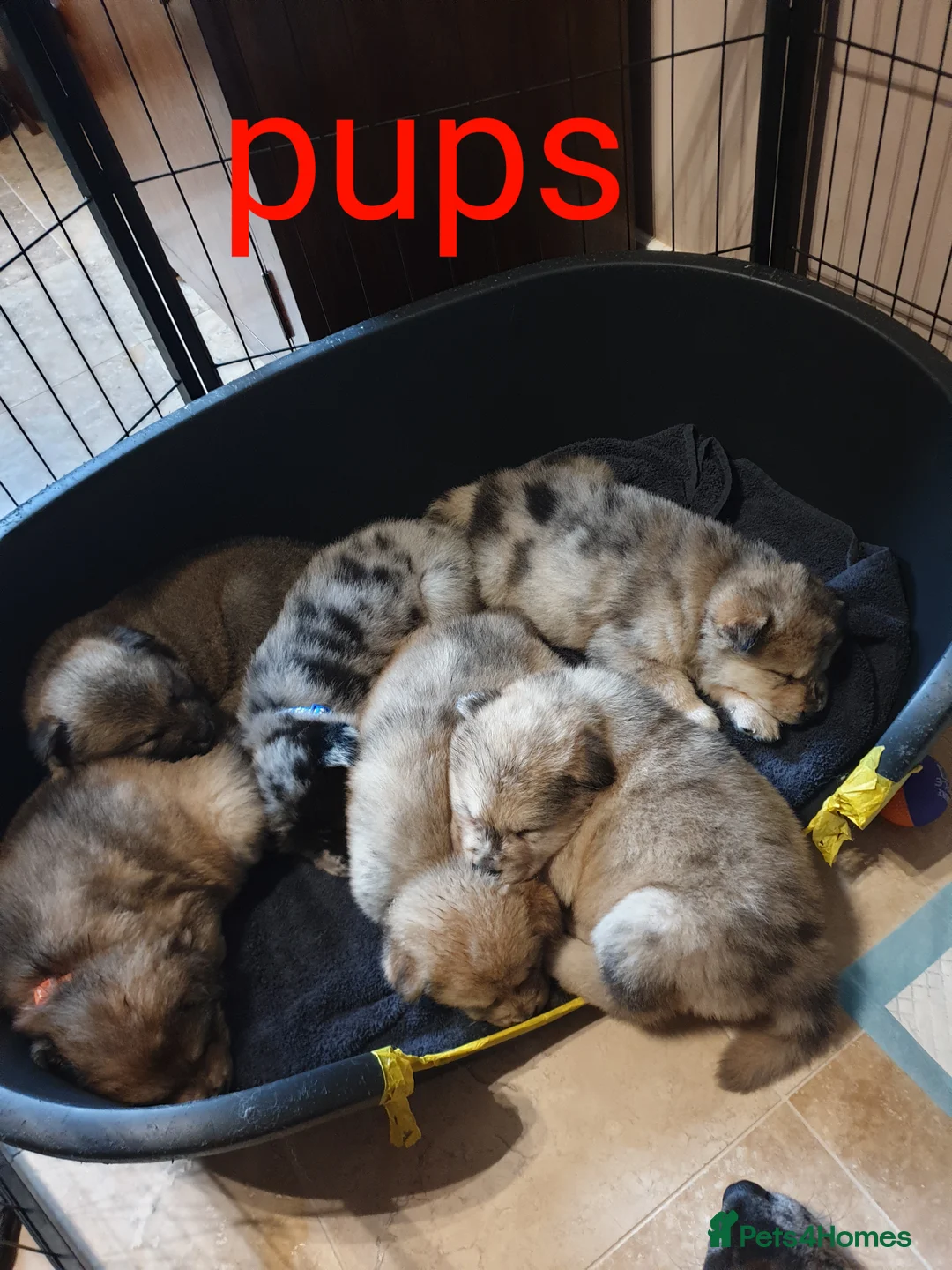 Mixed Breed dogs for sale: Hybrid chowchow/alaskan malamute  - Advert 3