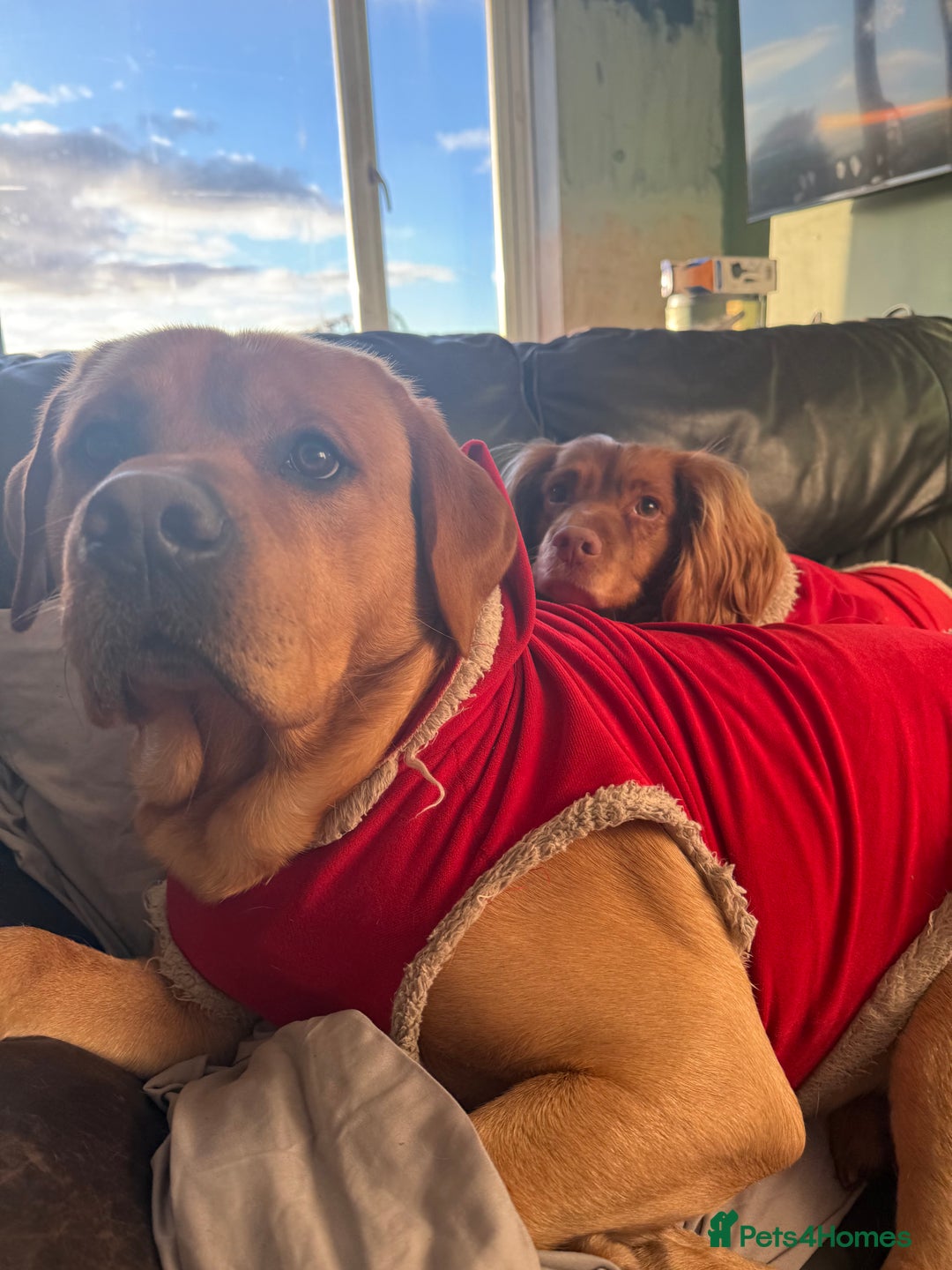 Labrador Retriever dogs for sale: Harvey KC registered  - Advert 16