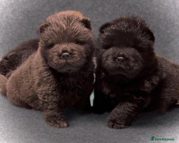 Chow Chow dogs 🧸🧸Beautiful Chow Chow Puppies🧸🧸 - Advert 6