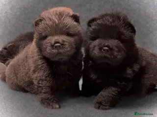 Chow Chow dogs 🧸🧸Beautiful Chow Chow Puppies🧸🧸 - Advert 6
