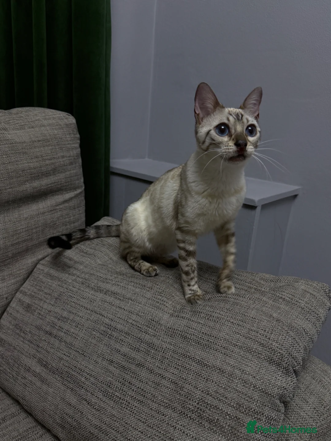 Bengal cats for sale: Bengal kittens🐆🐆🐆🐆 - Advert 2