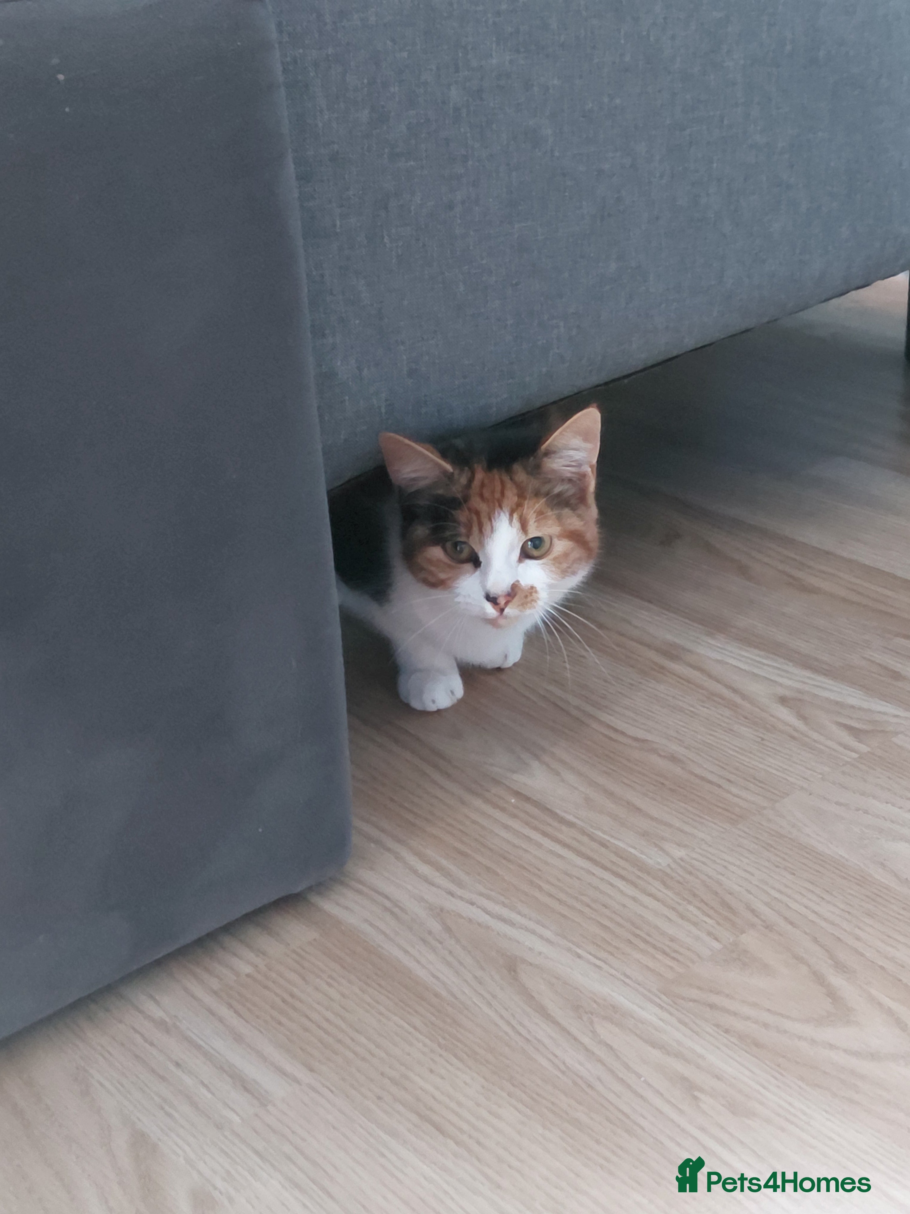 Mixed Breed cats 5months kitten - Advert 1