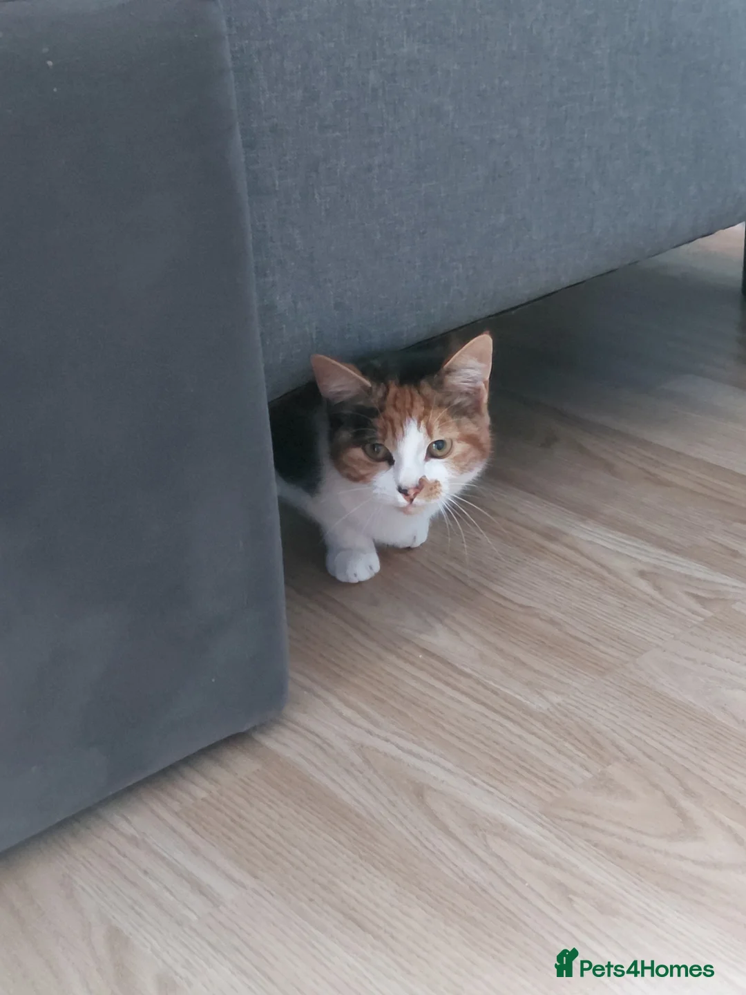 Mixed Breed cats for sale: 5months kitten - Advert 1