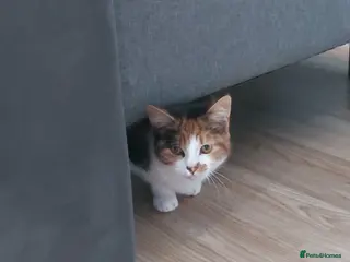 Mixed Breed cats 5months kitten - Advert 17