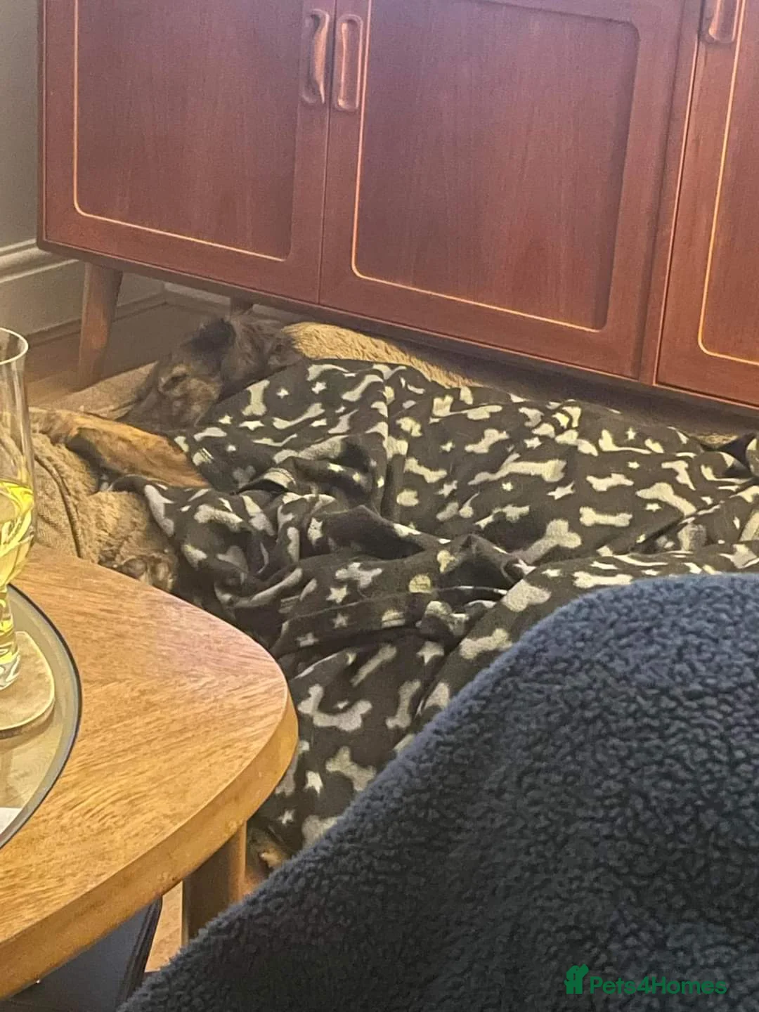 Mixed Breed dogs for adoption: Meet Lenny, currently residing in Southsea in Southsea - Advert 11