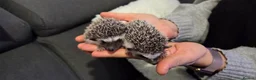 Pygmy Hedgehog rodents for sale: Two females African pigmy hedgehog  - Advert 3