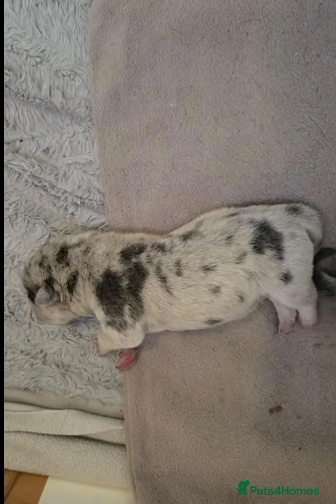 Mixed Breed dogs for sale: Chowpei puppys for sale - Advert 15