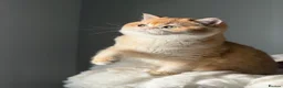 British Shorthair cats for sale: Teddy Bear 🧸 British Shorthair Golden kittens  - Advert 25
