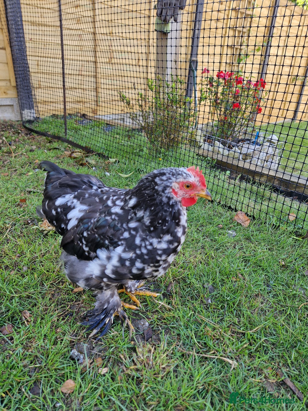 Chickens poultry for sale: Cockerel for rehoming - Image 1