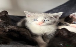 Russian Blue cats for sale: Russian Blue x BSH mixed breed Kittens  - Image 8