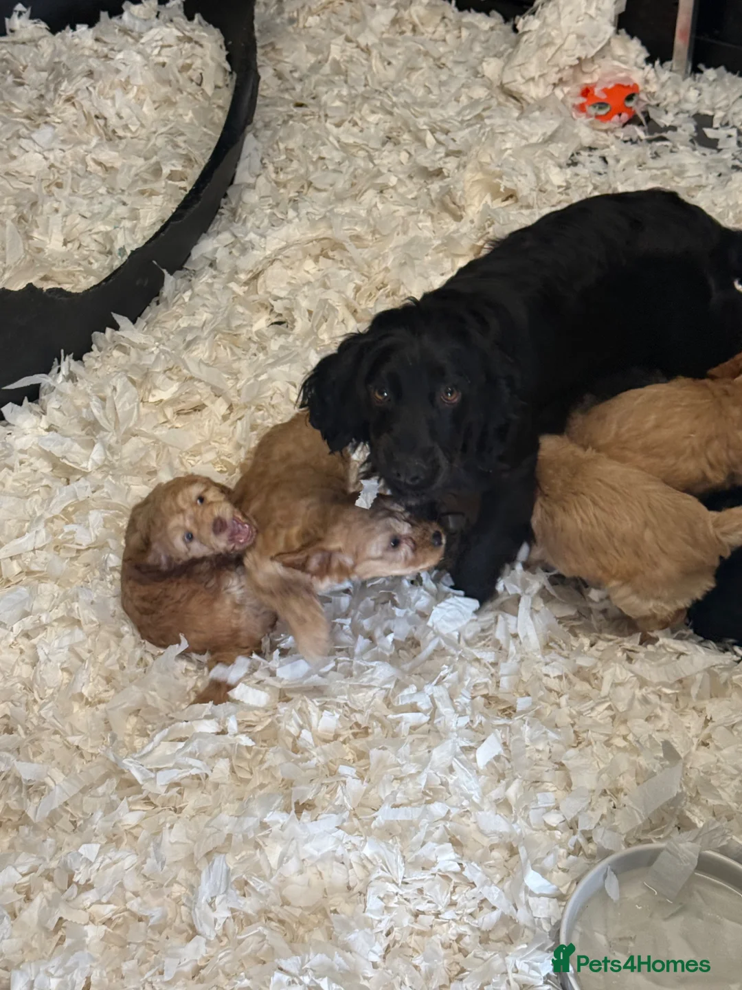 Cockapoo dogs for sale: Stunning F1 Cockapoos  - Advert 2