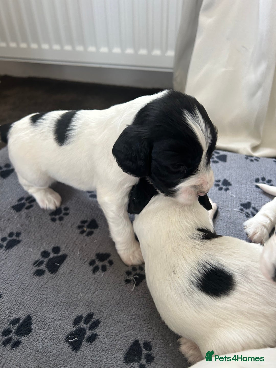 English Springer Spaniel dogs for sale: 10 stunning spaniel puppies for sale  - Image 2