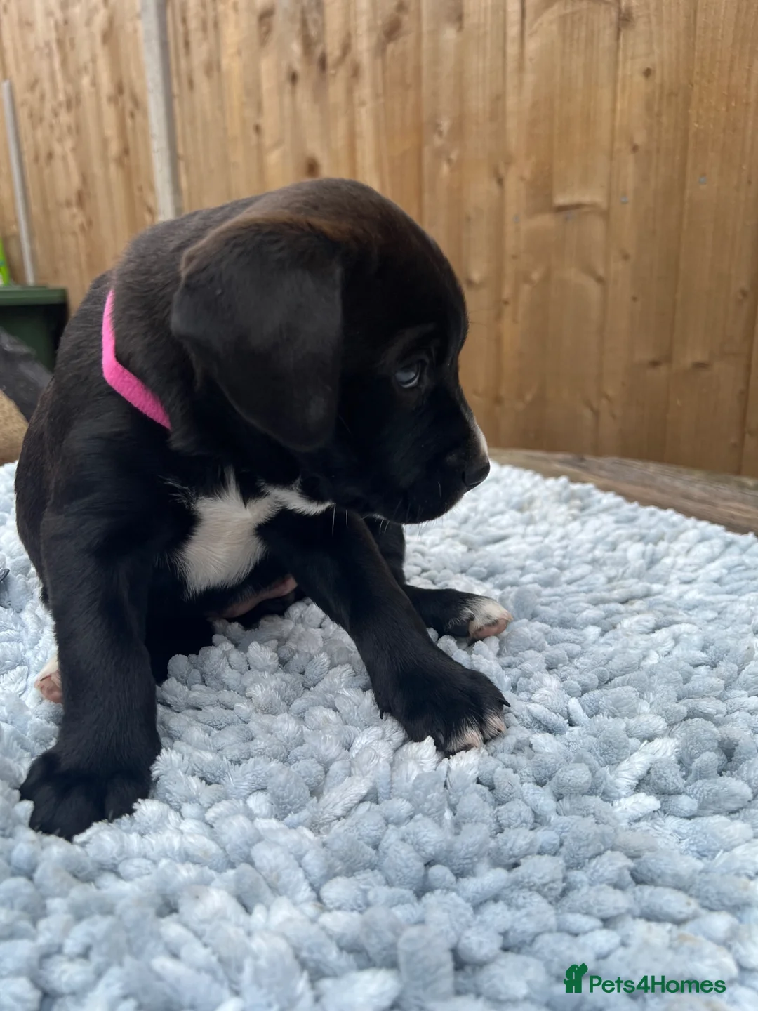 Mixed Breed dogs for sale: Two beautiful puppies - Advert 21