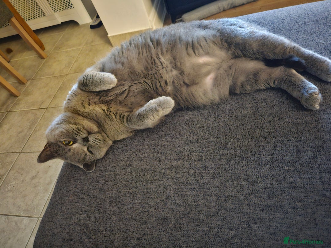 British Shorthair cats for sale: Beautiful British Blue needs a loving home - Advert 10