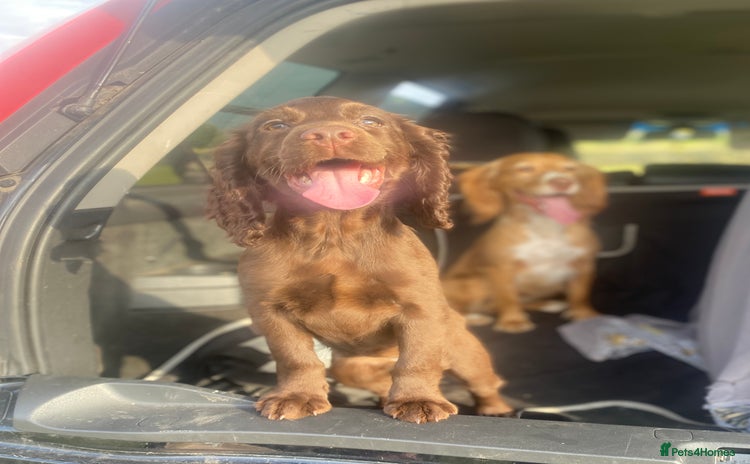Cocker Spaniel dogs in Leeds - Advert 1