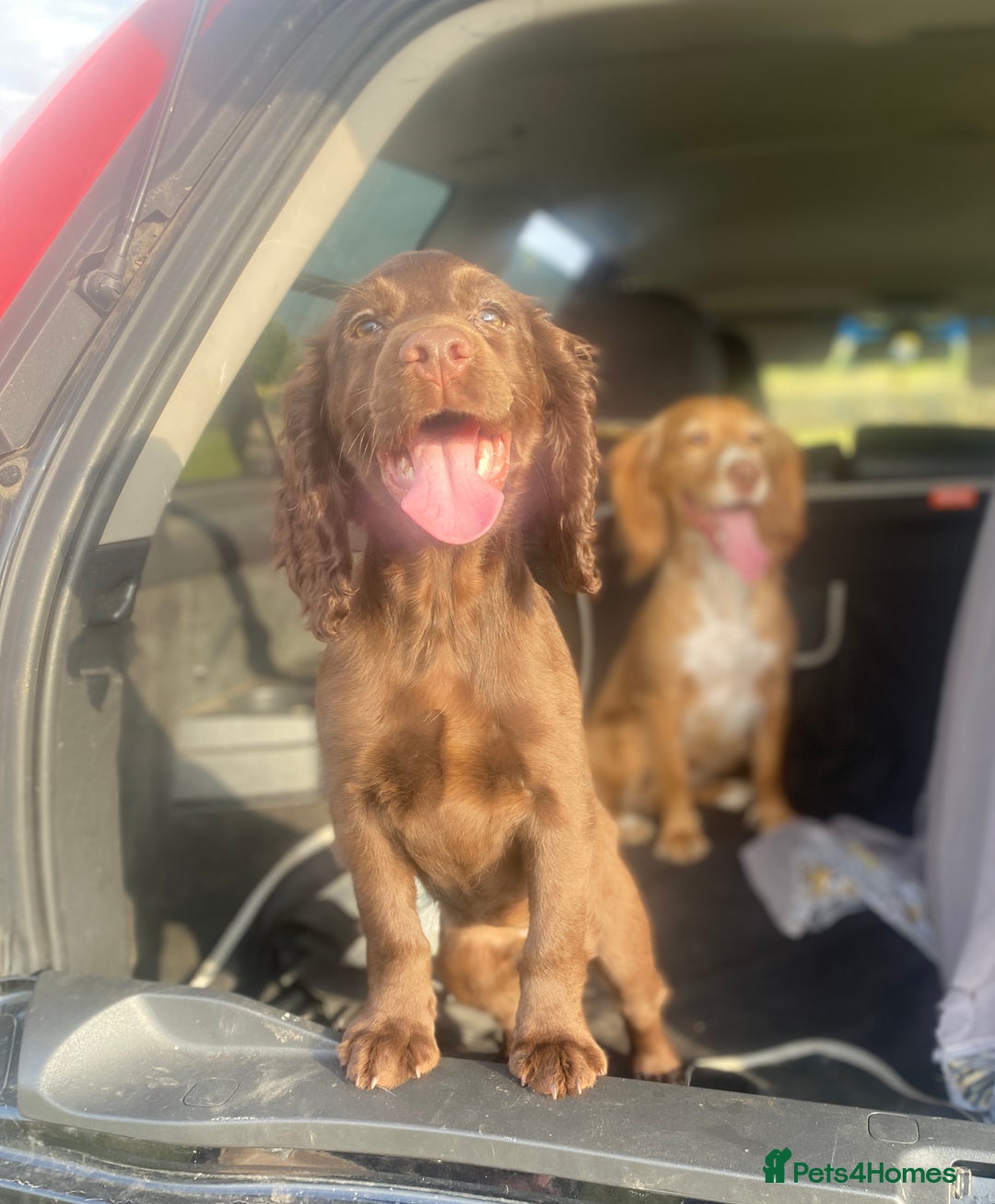 Cocker Spaniel dogs for sale: CRACKER - cocker pup for sale 🩷 in Leeds - Image 3