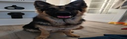 German Shepherd dogs for sale: Male german shepherd 15 months old - Advert 5