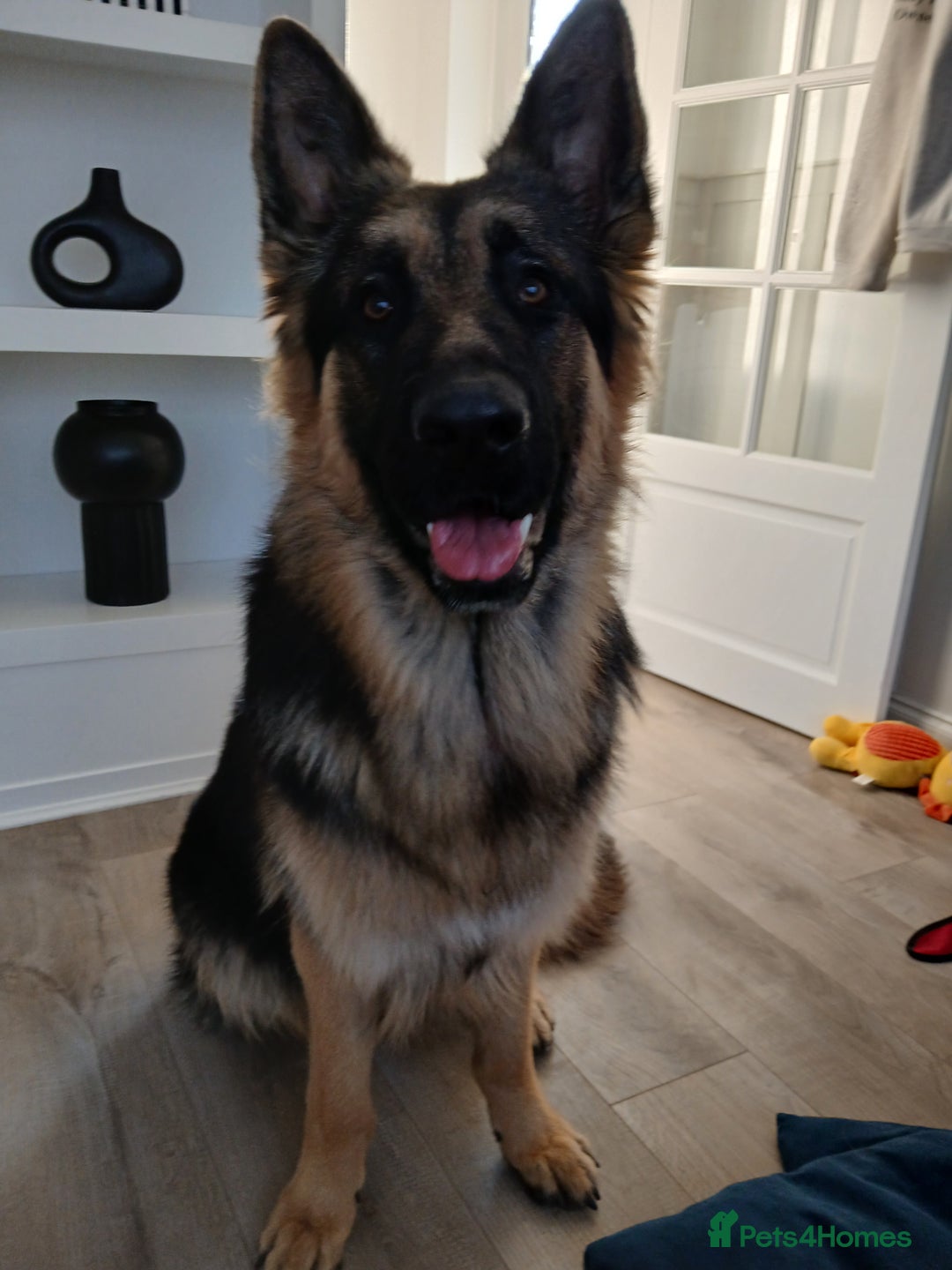 German Shepherd dogs for sale: Male german shepherd 15 months old - Advert 5