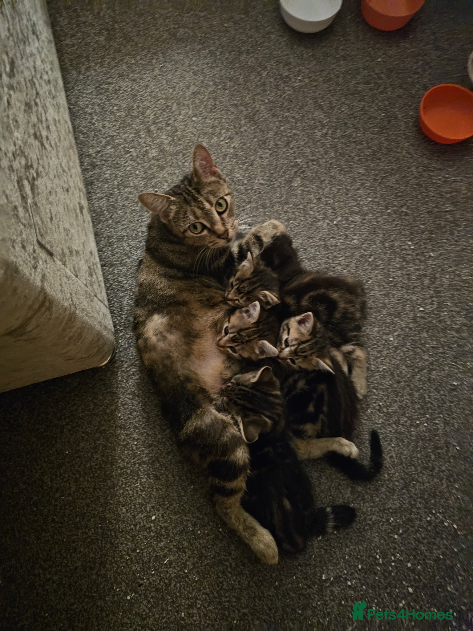 American Shorthair cats Kittens for sale  - Advert 1