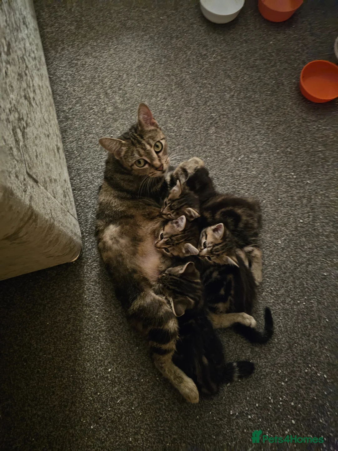 American Shorthair cats for sale: Kittens for sale  - Advert 1