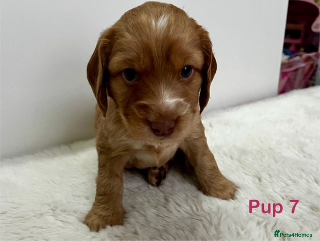 Cockapoo dogs for sale: Adorable Cocker/Cockapoo Puppies - Only 1 left! - Advert 2