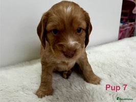 Cockapoo dogs Adorable Cocker/Cockapoo Puppies - Only 2 left! - Advert 3