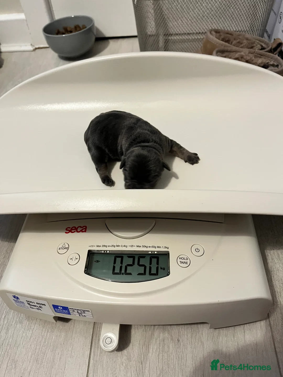 French Bulldog dogs for sale: RESERVED*French Bulldog Puppies - 2 girls / 2 boys - Advert 6