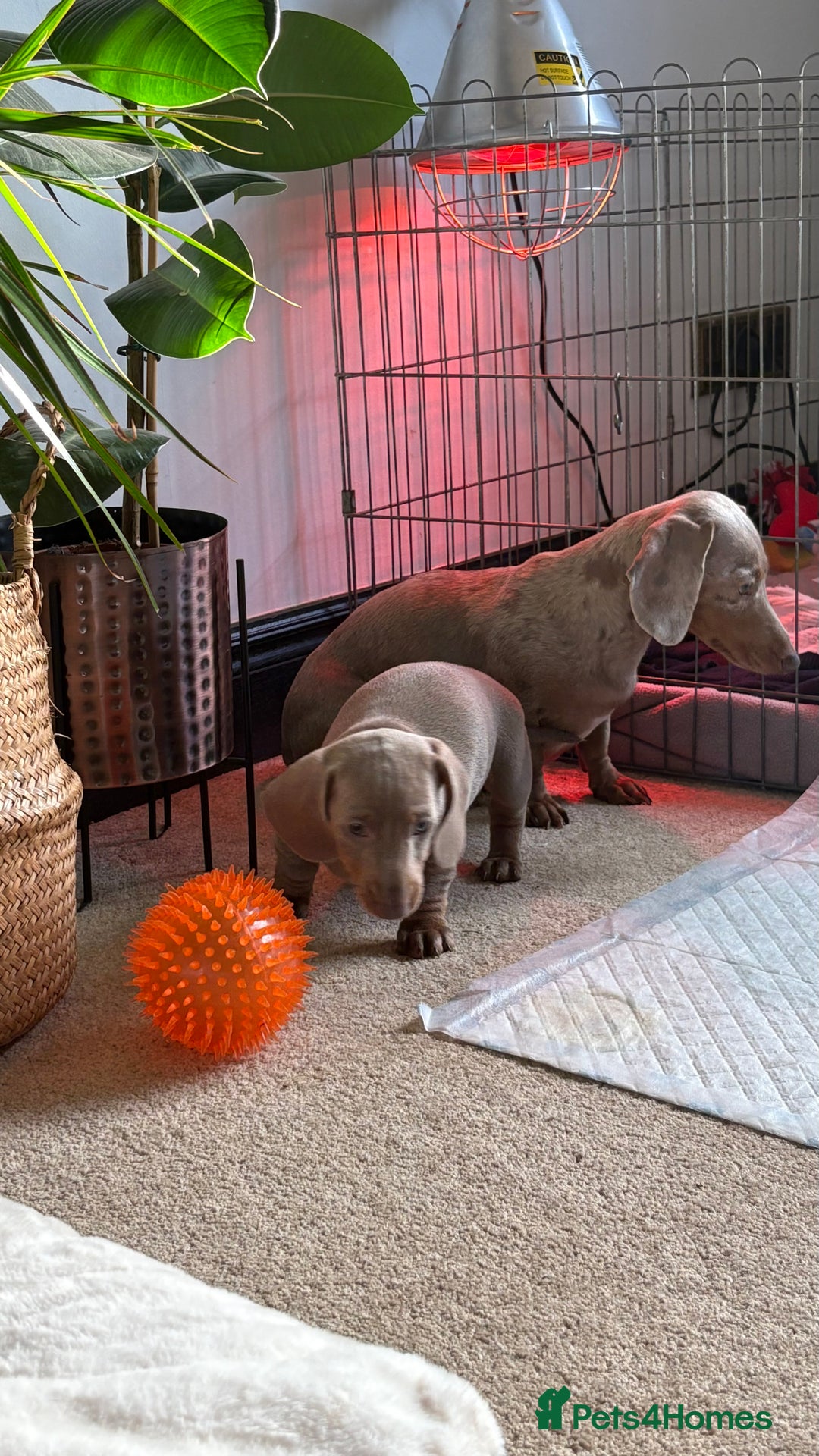 Miniature Dachshund dogs for sale: Stunning Miniature dachshund last boy left  - Advert 16