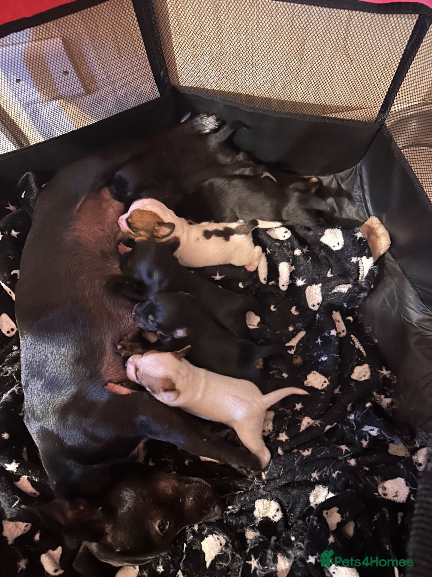 Mixed Breed dogs Beautiful puppies for sale  - Advert 1