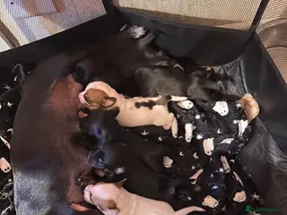 Mixed Breed dogs Beautiful puppies for sale - Advert 1